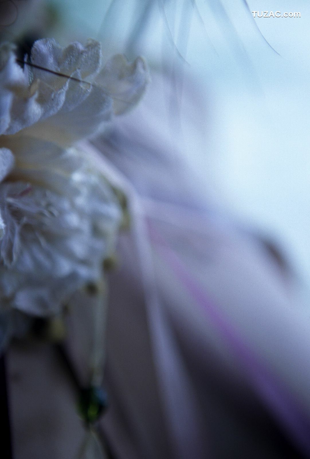 NS Eyes_ SF-No.312 Akari Hoshino 星野あかり 写真集[64P]